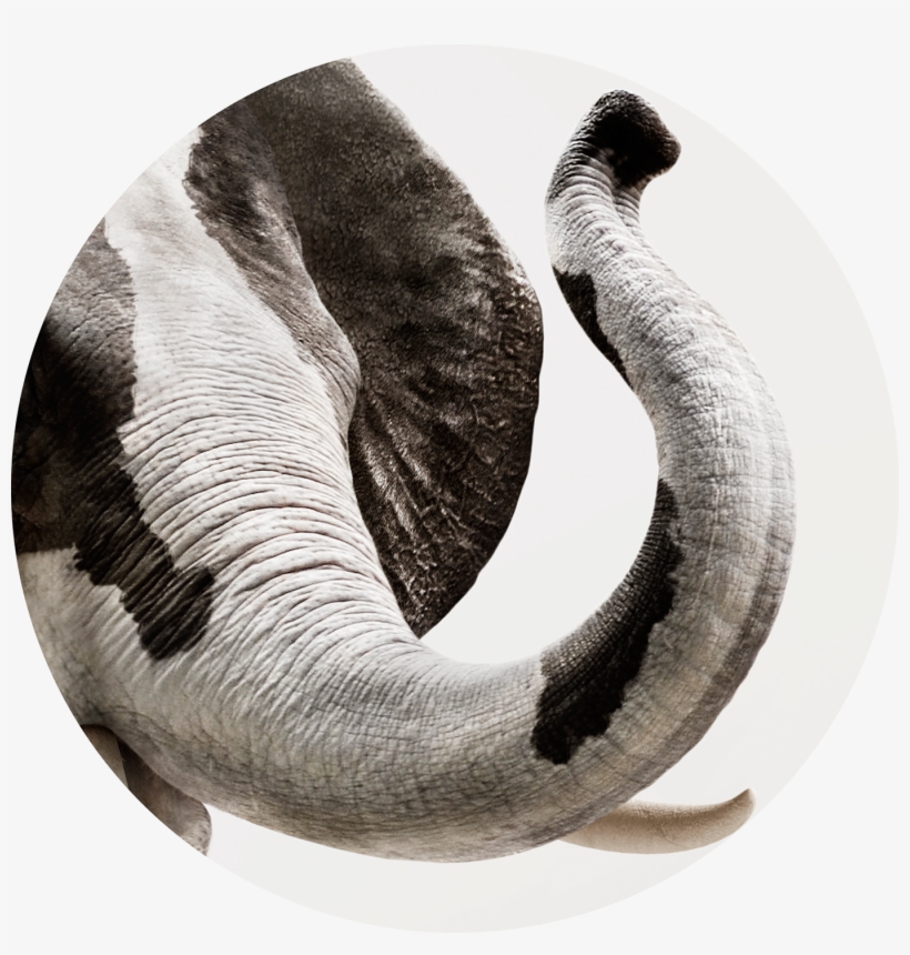 Auiki, Reggio Emilia, Italy - African Elephant, transparent png download