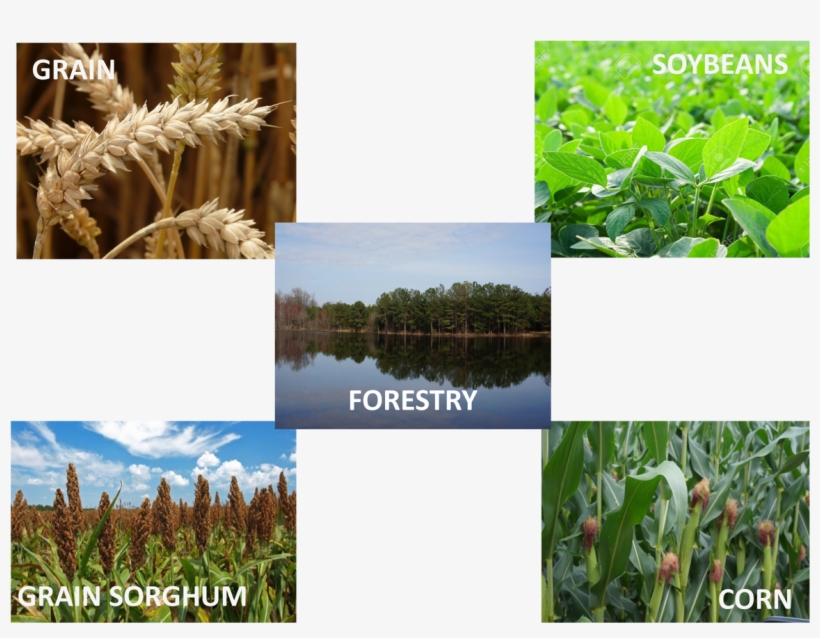 Othercropbottom - Cash Crop, transparent png download