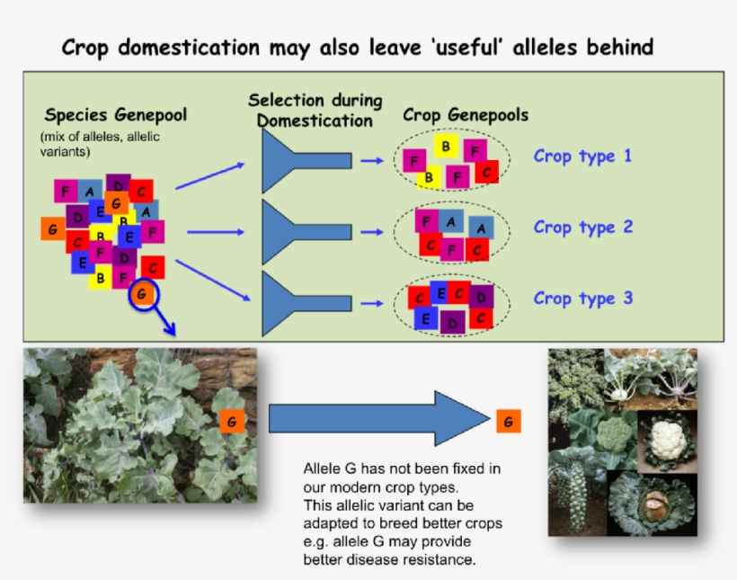 brassière transparent