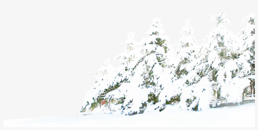 Tree Winter Pine Snow Free Download Png Hd Clipart - Snow, transparent png download