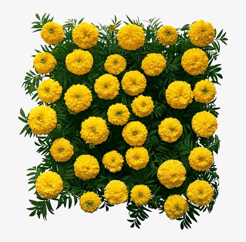 方形万寿菊高清图片 - Marigold, transparent png download