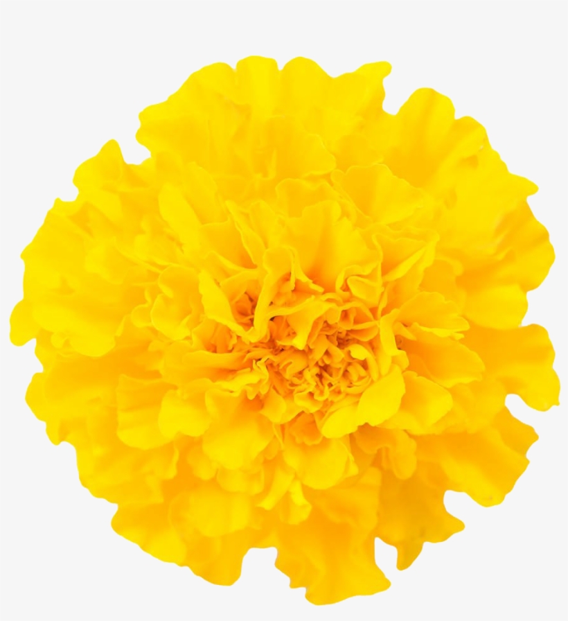 万寿菊特写图片免费下载, transparent png download