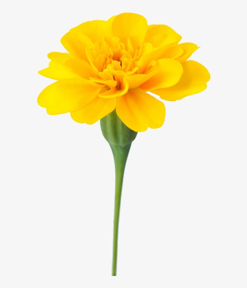 万寿菊免费下载 - Tickseed, transparent png download