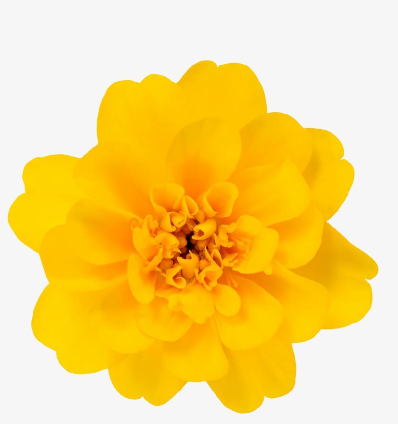 万寿菊特写素材 - Tagetes Patula, transparent png download