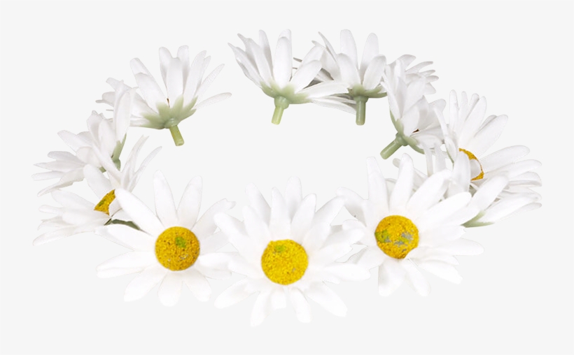 漂亮菊花 - Chamomile, transparent png download