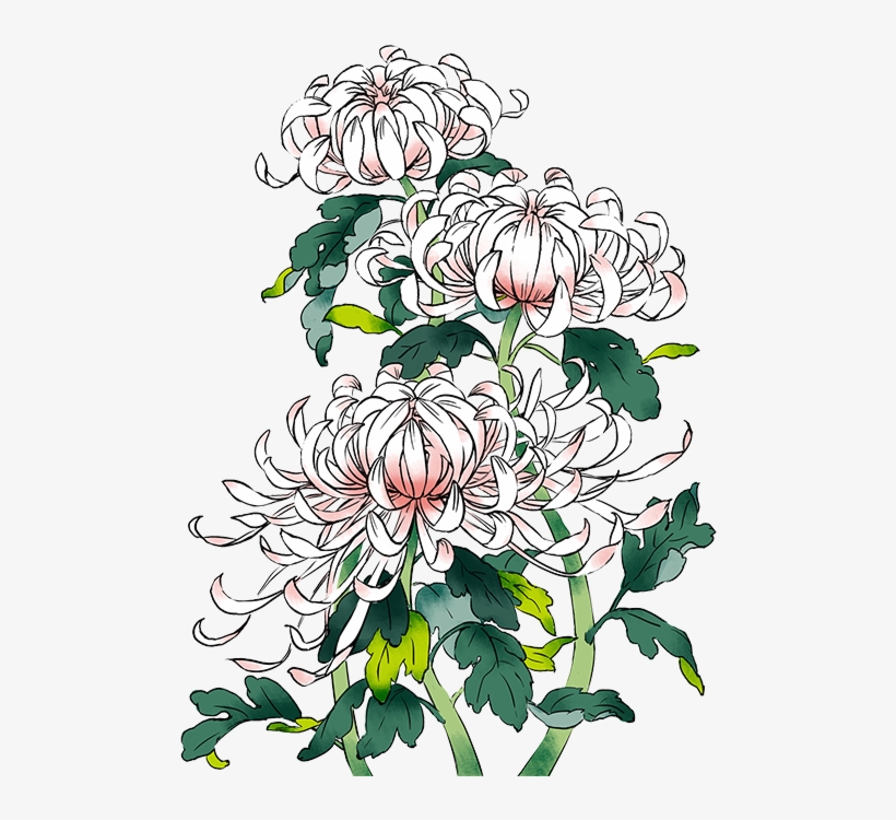 手绘粉色菊花装饰 - Chrysanthemums Drawing Transparent Background, transparent png download