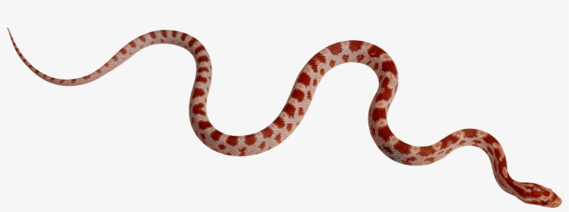 Red Snake Png Image - Smooth Like A Like A Snake, transparent png download