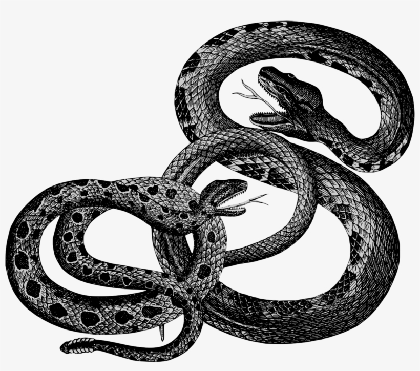 Clip Art Black And White Library Bergsig Guest Farm - Vintage Snakes, transparent png download