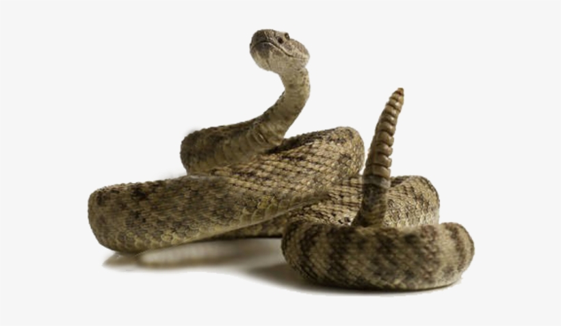 Png Stock Free Images At Clker Com Clip Art - Rattlesnake No Background, transparent png download