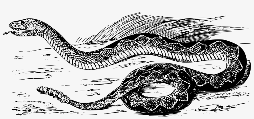 This Free Icons Png Design Of Diamond Rattlesnake, transparent png download