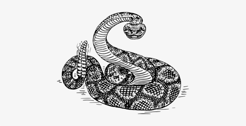Snakes Western Diamondback Rattlesnake Eastern Diamondback - Rattlesnake Black And White, transparent png download