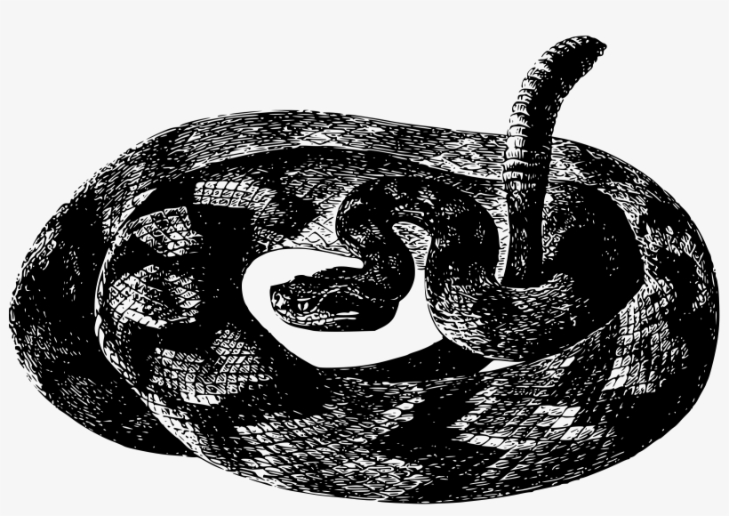 Rattlesnake Png, transparent png download