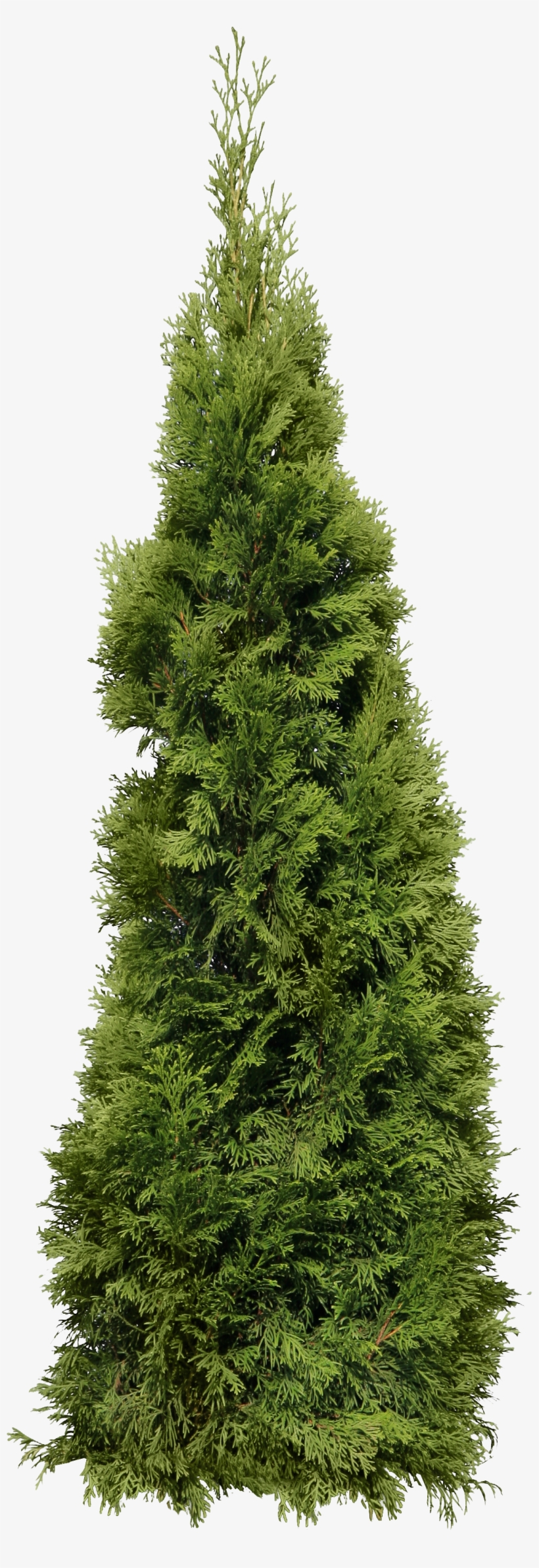 Green Big Fir-tree Png Image - Fir Tree Png, transparent png download