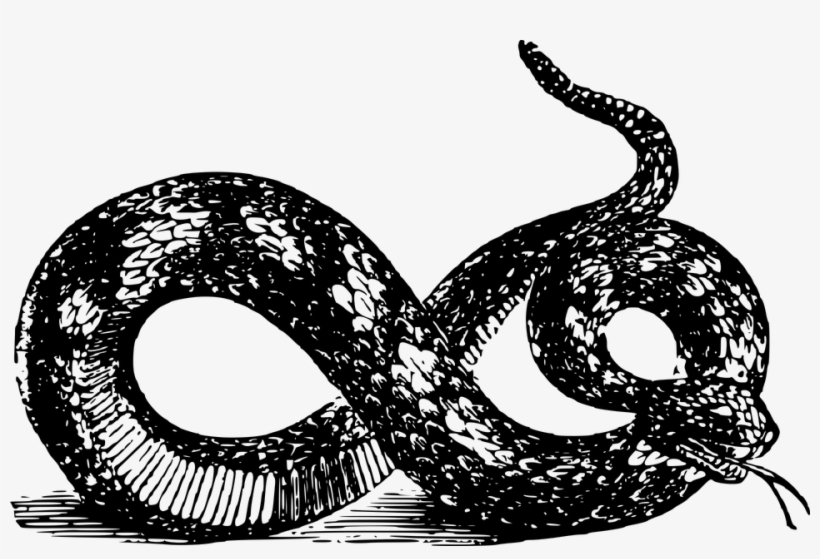 Snake Vcc - Gadsden Snake Png, transparent png download
