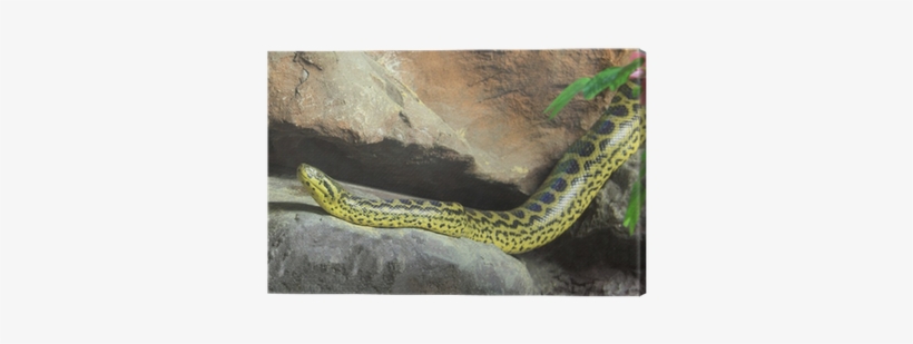 Yellow Anaconda [ Eunectes Notaeus ] On The Rock - Yellow Anaconda, transparent png download