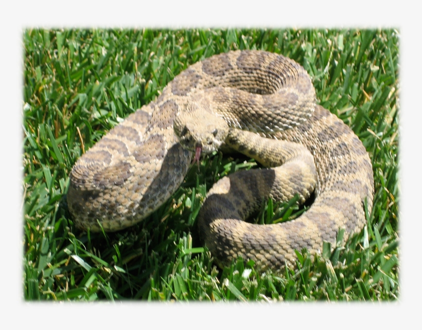 Rattlesnake In Our Backyard - Serpent, transparent png download