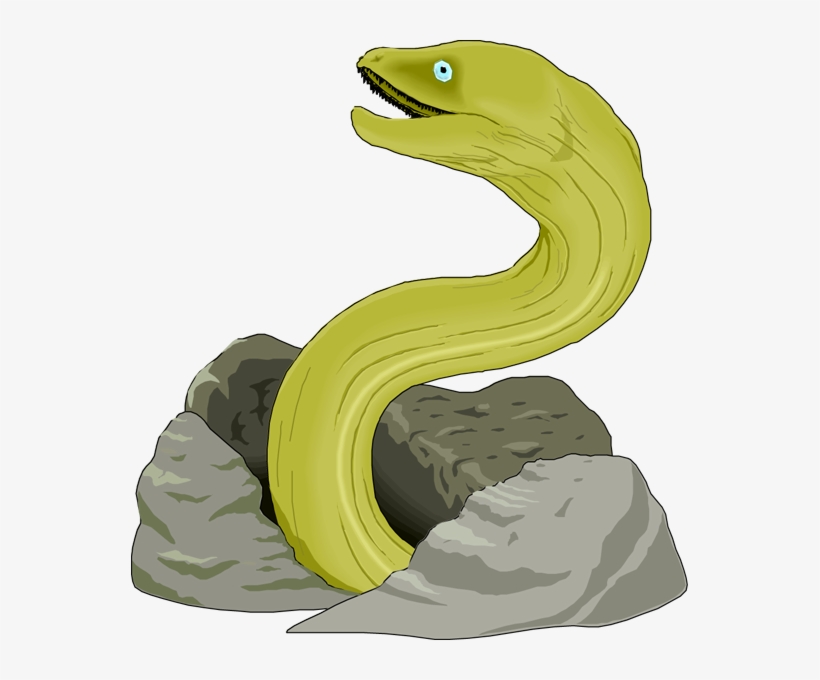 Moray Eel Illustration, transparent png download