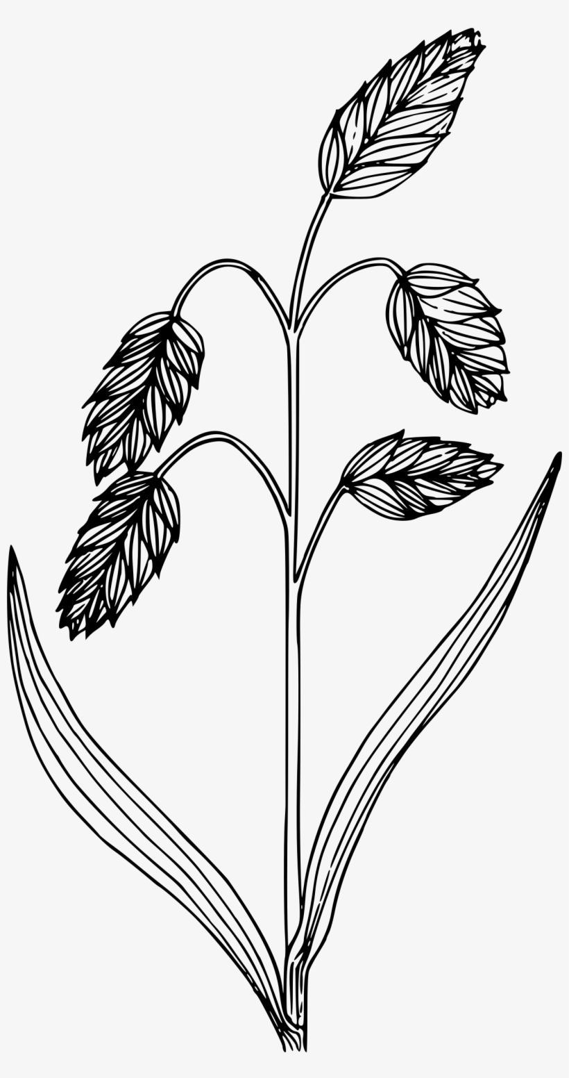 This Free Icons Png Design Of Rattlesnake Brome Grass, transparent png download