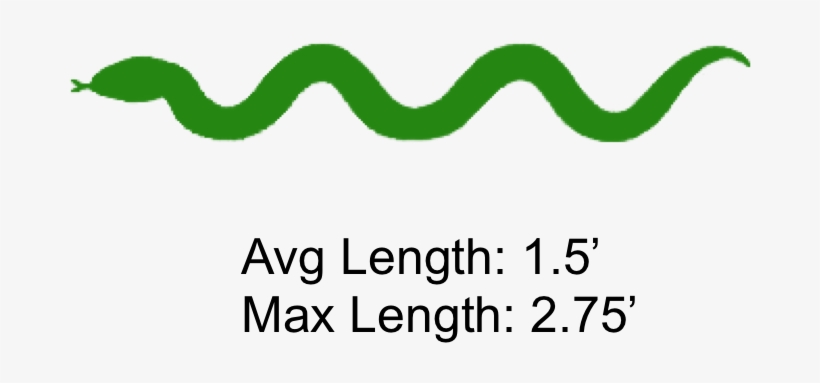 The Shaded Region Represents The Range Of The Pigmy - Happi Coat, 27-inch Width, 47-inch Length, 100% Polyester, transparent png download