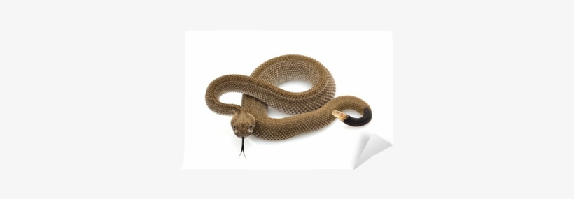Patternless Western Diamondback Rattlesnake Wall Mural - Western Diamondback Rattlesnake, transparent png download