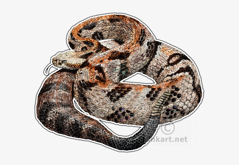 Diamondback Rattlesnake - Timber Or Canebrake Rattlesnake Throw Blanket, transparent png download