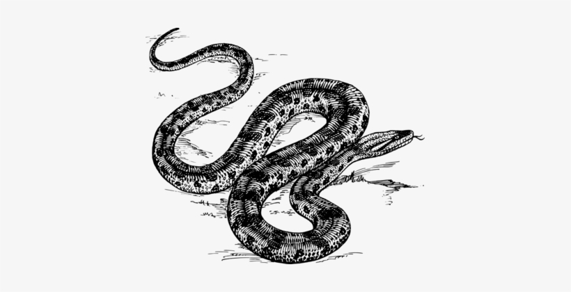 Snakes Green Anaconda Reptile Giant Anaconda Boa Constrictor ...