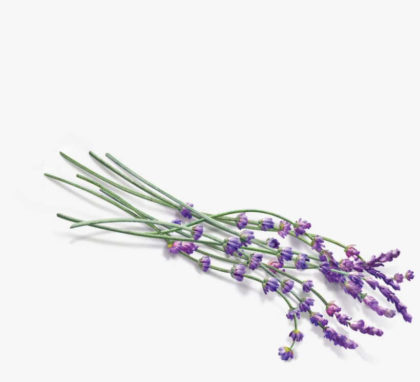 Transparent Lavender Png, transparent png download