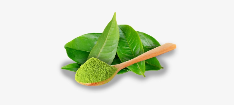 Terms - Icnutrition Whey Builder 350g - Matcha, transparent png download