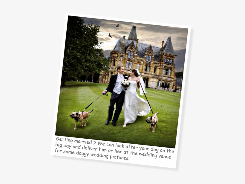 A Solution To Your Away Day Worries - Dog Daycare, transparent png download