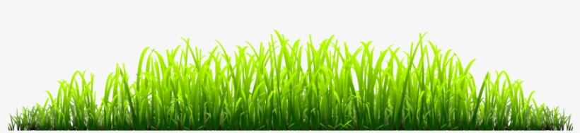 Grass - Sweet Grass, transparent png download
