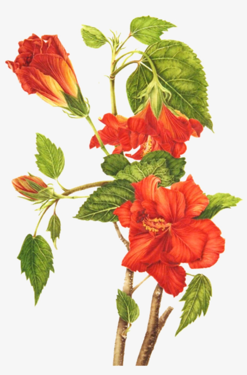 Clip Freeuse Library Roselle Shoeblackplant Flower, transparent png download