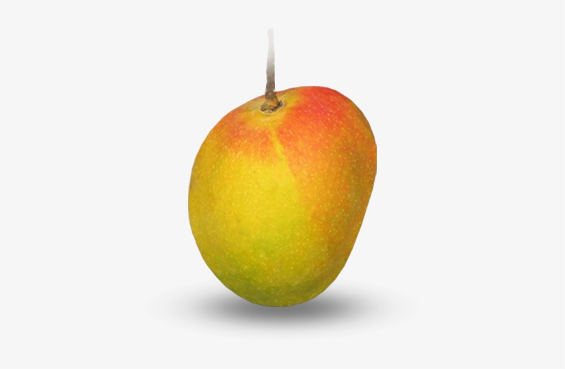 Free Mango Clipart Ripe - Ratnagiri, transparent png download