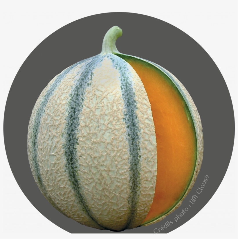 Accueil - Melon De Cavaillon, transparent png download