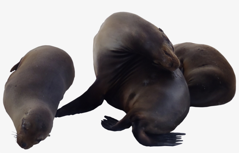 Sea Lions Png Textures - Sea Lion Png Transparent, transparent png download