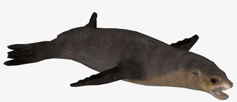 Australian Sea Lion F - Dolphin, transparent png download