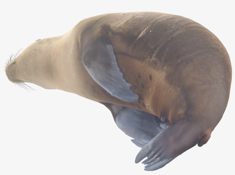 Sea Lion Png Texture - Lion, transparent png download