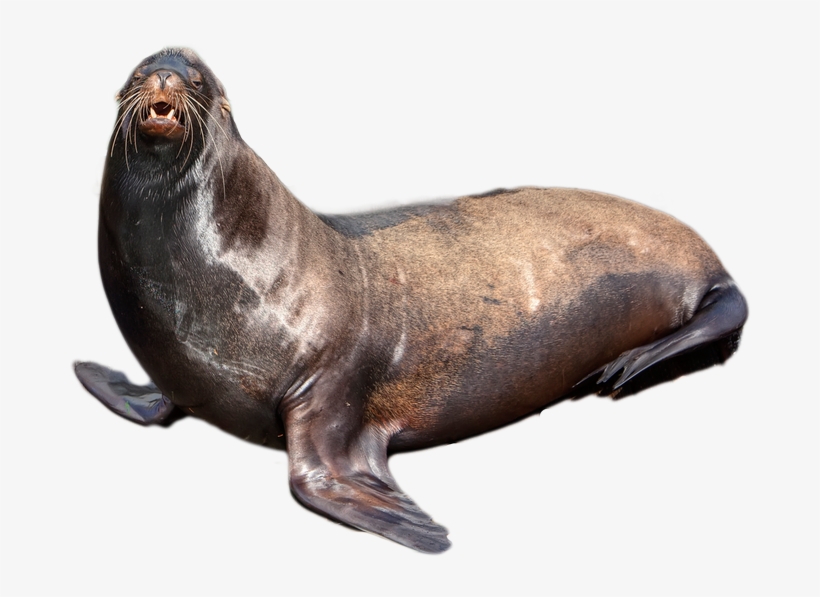 Harbor Seal Png - Seal Png, transparent png download