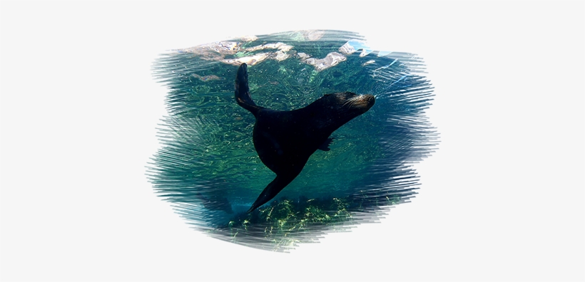 Sea Lion In Espiritu Santo Island - Infant, transparent png download