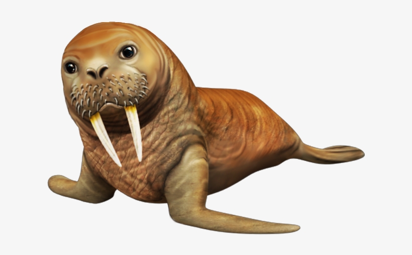 Picture Library Library Png Images Free Download - Walrus Transparent Background, transparent png download