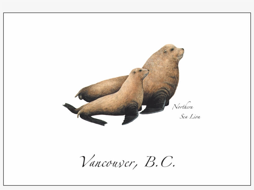 Northern Sea Lion - Male And Female Steller Sea Lion, transparent png download