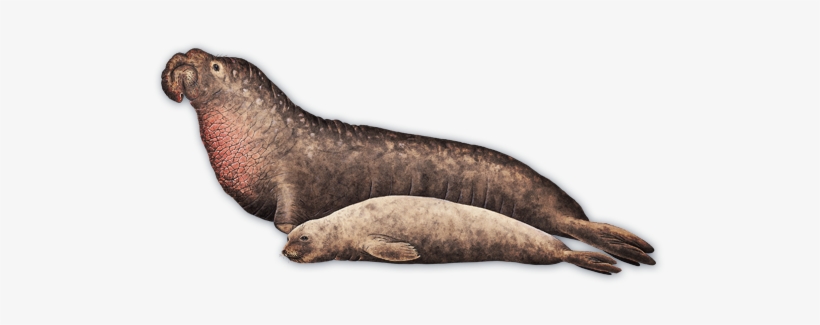 Species Fact - - Northern Elephant Seal Female, transparent png download