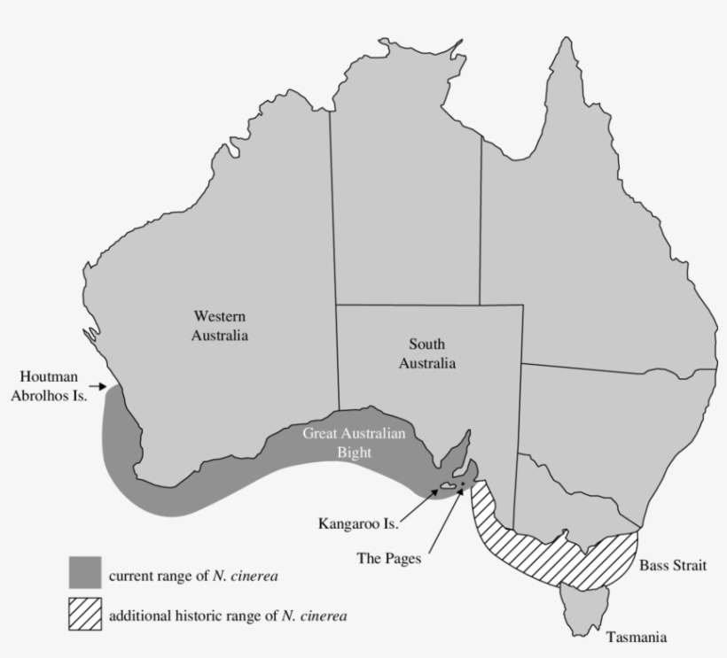 Distribution Of Extant Australian Sea Lion Breeding - Australian Sea Lion Distribution, transparent png download