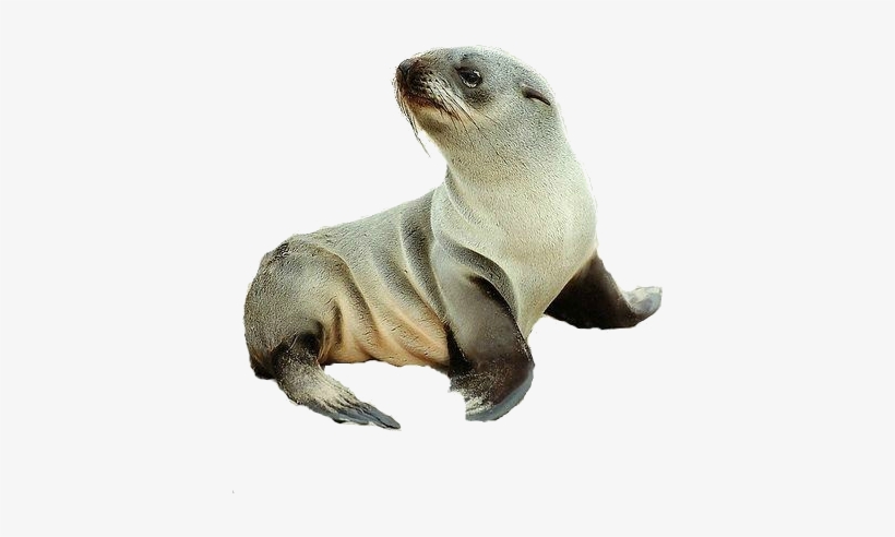 Chicken Alaska - Cape Fur Seal Pup, transparent png download