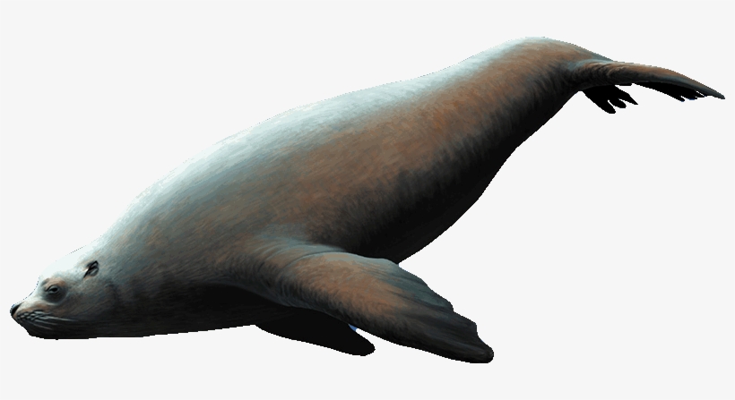 Steller Seal Reverse - Brewery, transparent png download