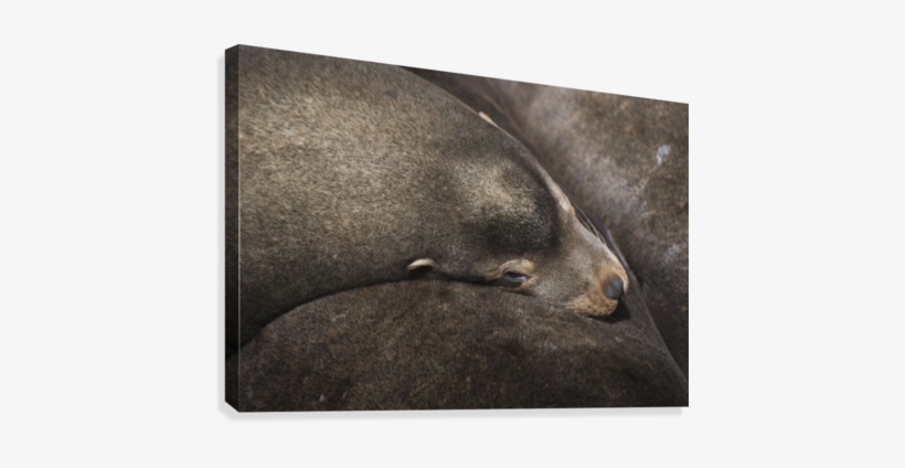 California Sea Lions Nap On The Riverfront - California Sea Lions (zalophus Californianus) Nap, transparent png download