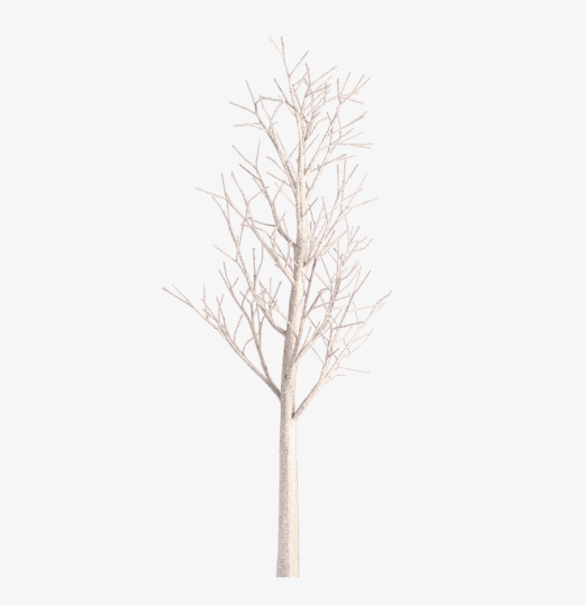 Canoe Birch, transparent png download