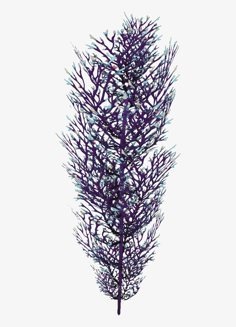 Cave Bush Flora - English Lavender, transparent png download