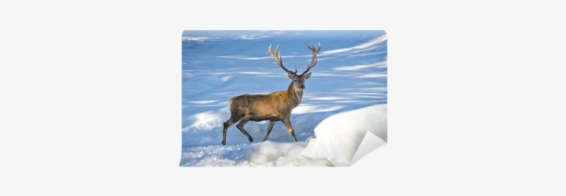 Reindeer, transparent png download
