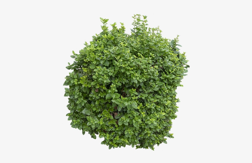 Similar Downloads - Parsley, transparent png download