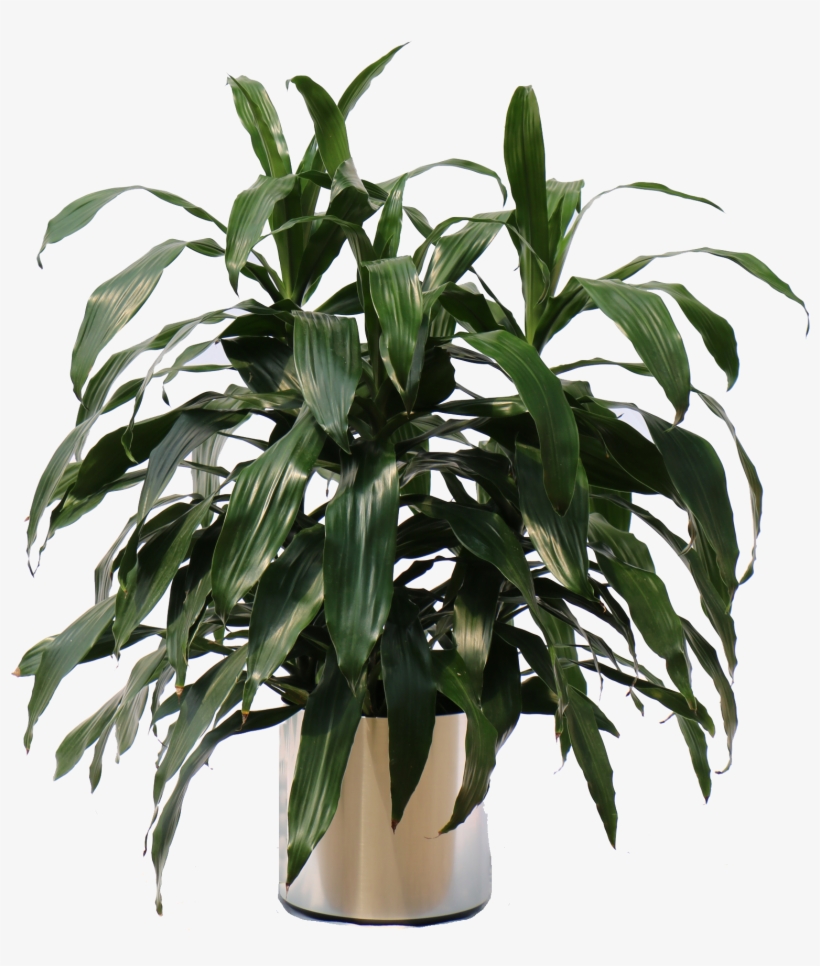 Overview Of The Many Plants We Can Bring To Your Office - Bandung, transparent png download